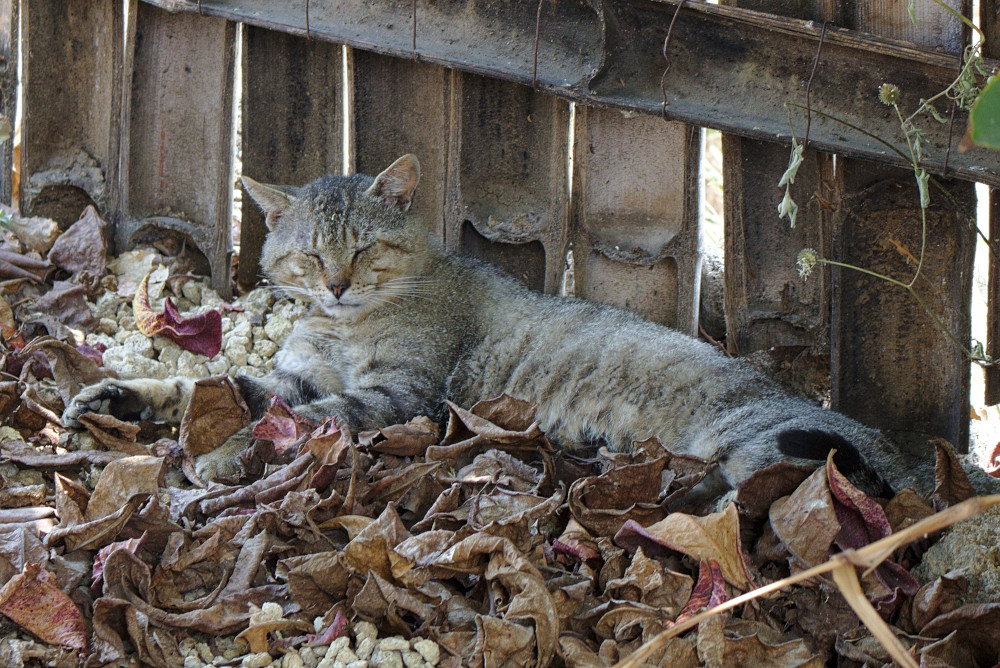 Unsere Hauskatze am Atitlán See