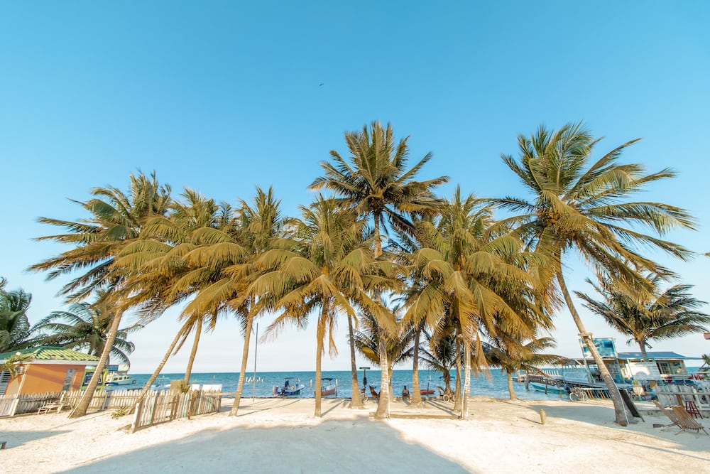 Weißer Sand und Palmen auf Caye Caulker
