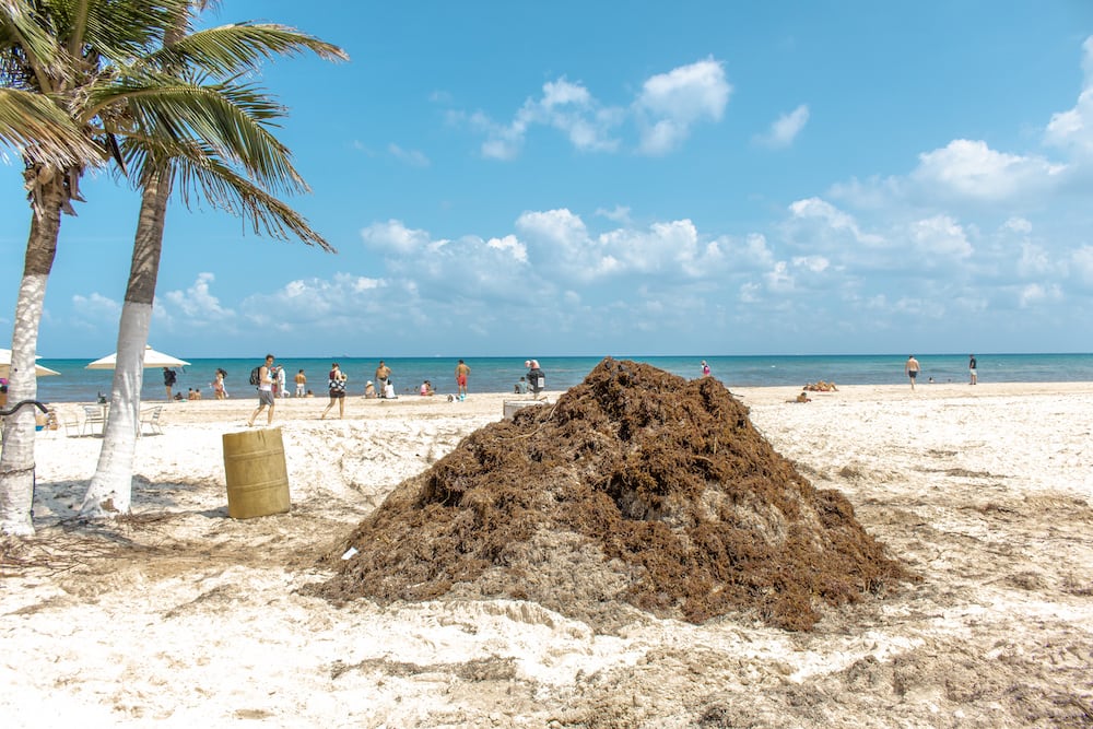Algen-Problem in Playa del Carmen