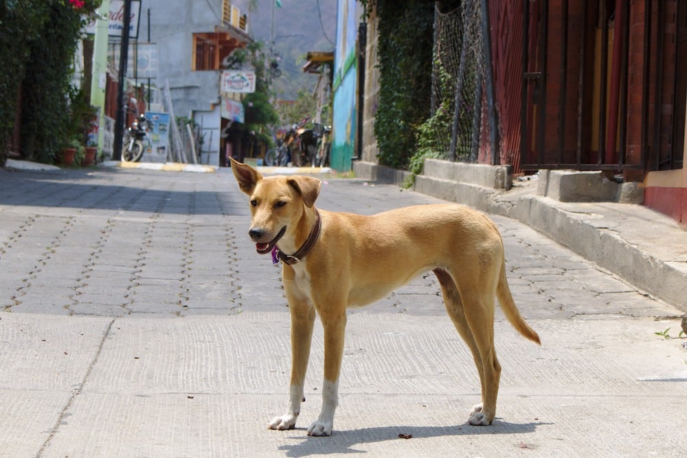 Hund in San Pedro La Laguna