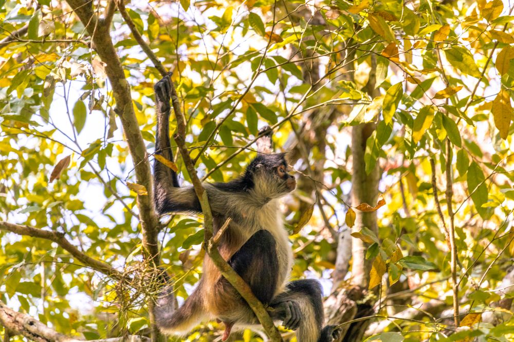 Spidermonkeys in El Mirador