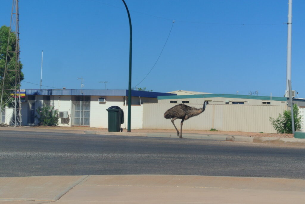 Ein Emu läuft durch Exmouth Down Town