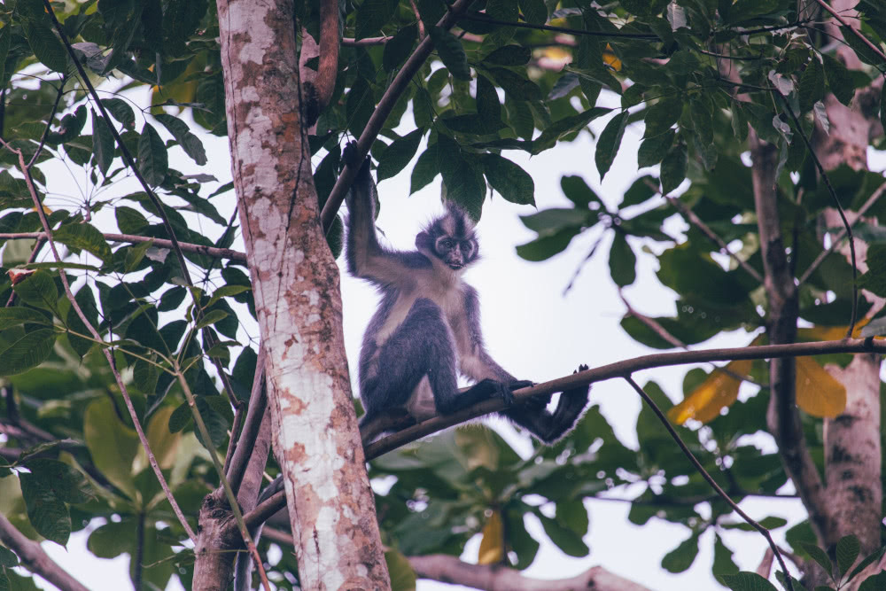 Indonesien Insel Sumatra Thomas Leaf Monkey