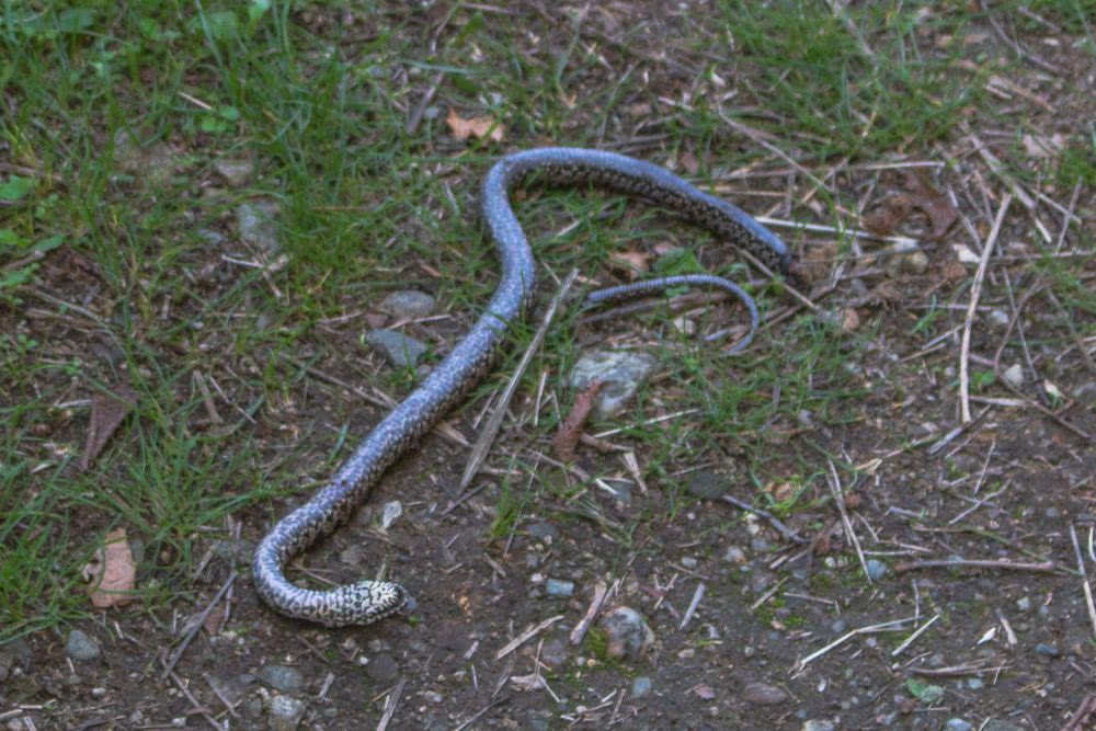 Meteora Und eine tote Schlange lag auf dem Wanderpfad