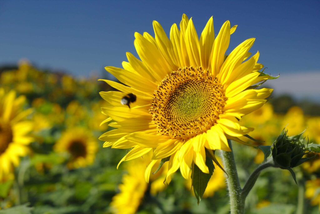Jahresrückblick 2018 - Unsere Erlebnisse in Bildern 9 Eine brummende Hummel hat sich hier ins Foto geschummelt.