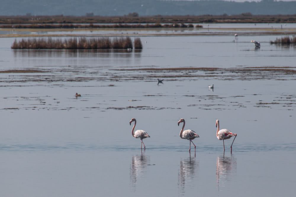 Ein paar Flamingos sahen wir in den Wetlands
