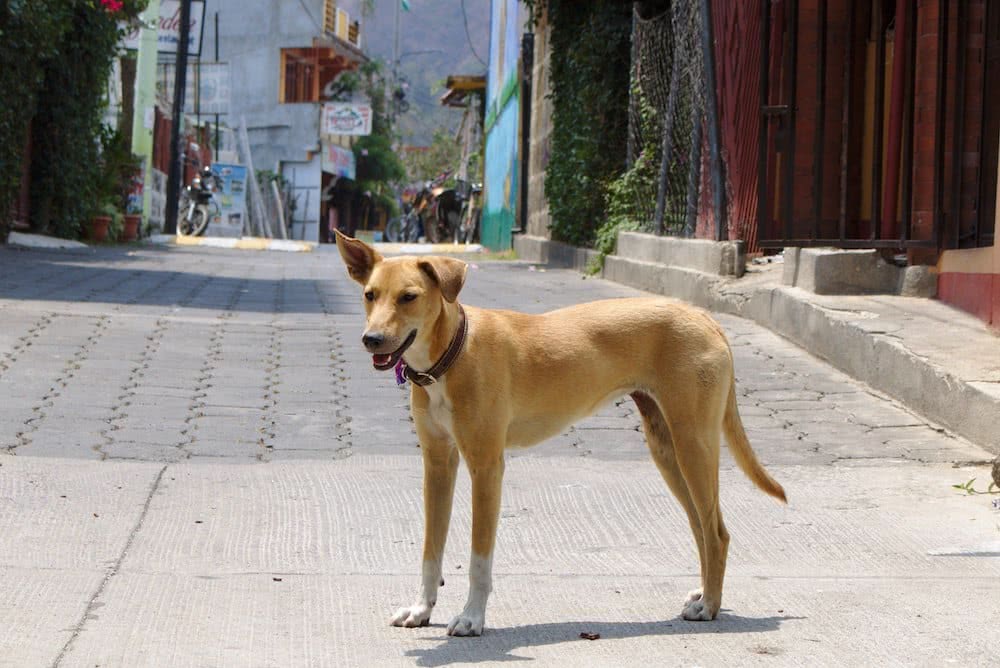Weltreise: Vulkane, Wasser und Entspannung am Atitlán See 13 Immer wieder laufen einem in San Pedro La Laguna Hunde über den Weg…