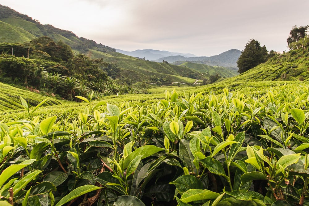 Teeplantage in den Cameron Highlands