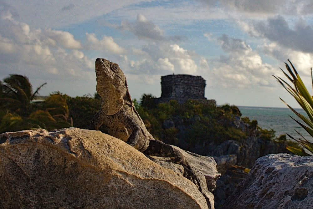 Weltreise: Unterwegs in Cancun und Tulum 3 Von diesen Reptilien bekommt man auf dem Gelände der Ruinen einige zu Gesicht.