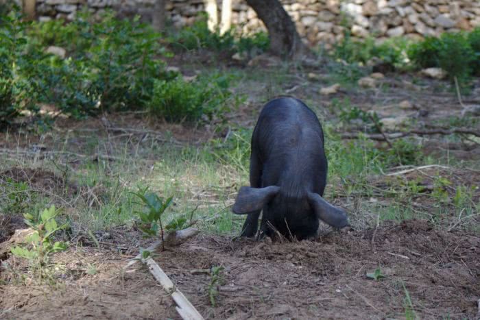 Mallorcas kleine Ur-Schweine sind ziemlich süß