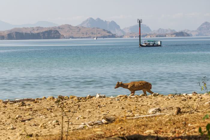 Ein Mähnenhirsch auf Padar Island