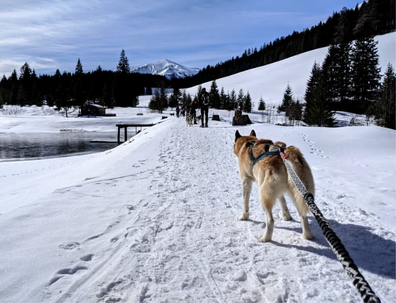 Schneeschuhwandern mit Huskys in der Steiermark