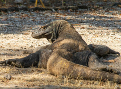 15 Fotos vom Komodo Nationalpark | Weltweit unterwegs