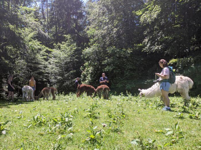 Eine Wanderung mit Alpakas nicht weit von Graz entfernt