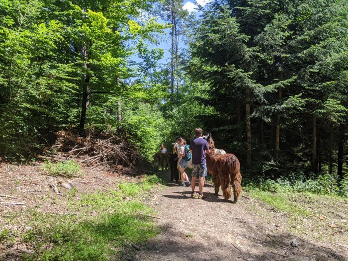 Die Alpaka-Kolonne führt durch den Wald