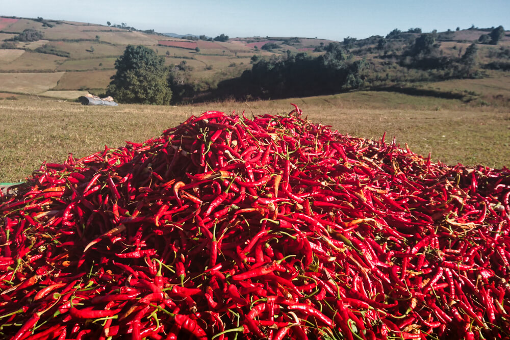 Leuchtend rot erstrahlen die scharfen Chilis