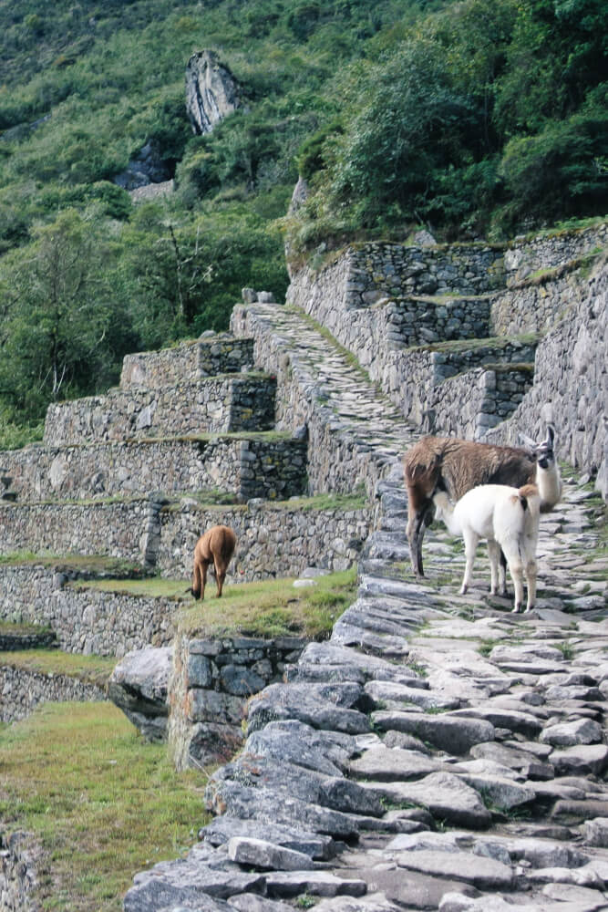 Ein tierisches Highlight am Machu Picchu