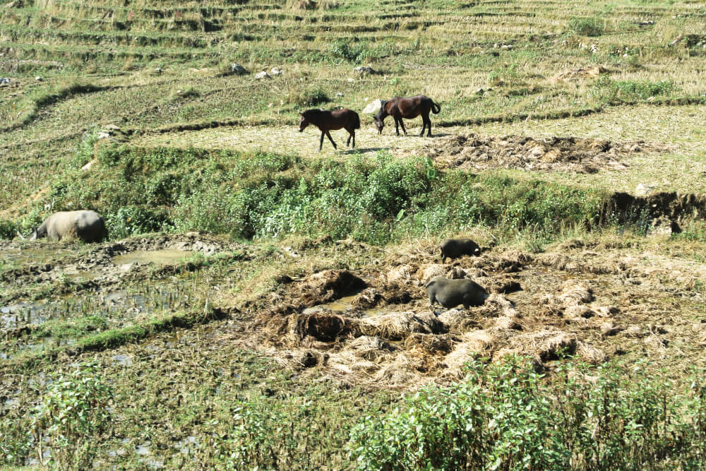 Viele Tiere sieht man beim Trekking: u.a. Wasserbüffel, Schweine und Pferde