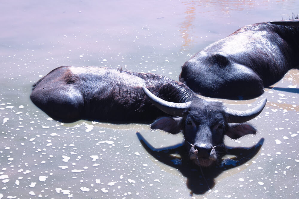 Wie so oft in Südostasien sieht man Wasserbüffel