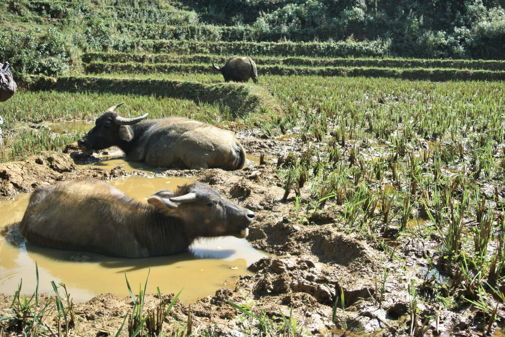 Ob Vietnam oder Myanmar überall gibt es in SOA Wasserbüffel