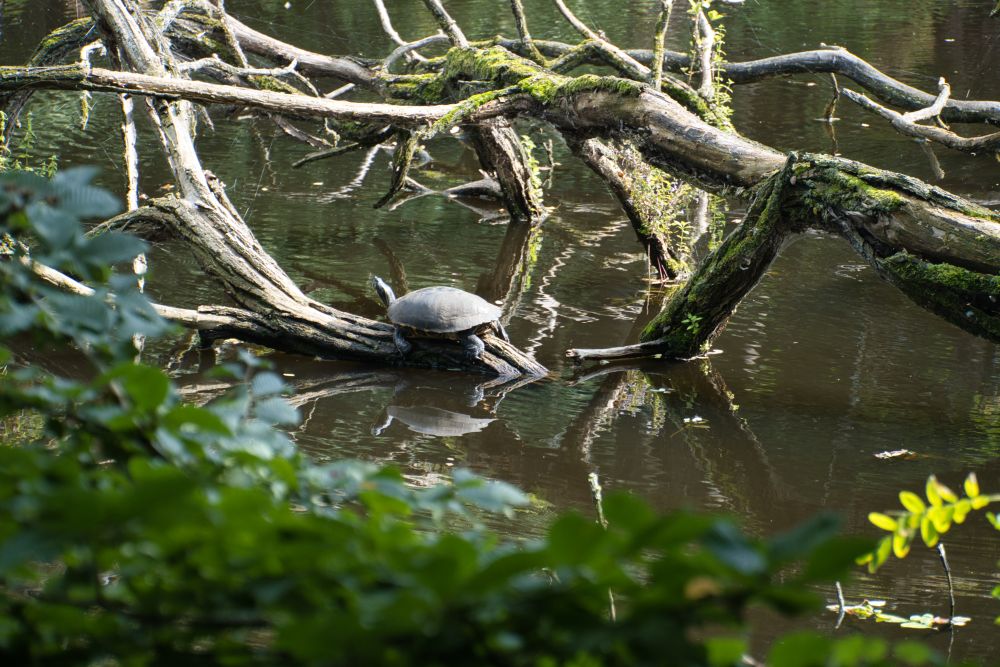 Ein paar Schildkröten beim Naturschutzgebiet