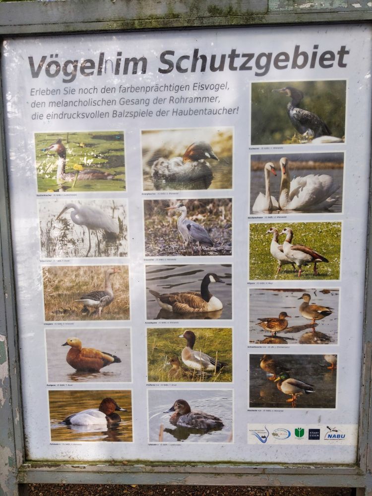 Sogar den Eisvogel kann man mit viel Glück am Baldeneysee finden