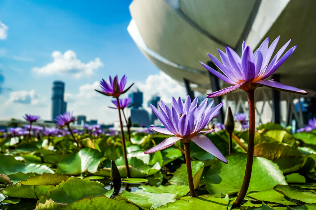Flower Power in Singapur