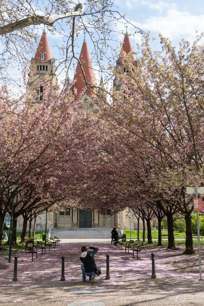 Die Franz von Assisi Kirche zur Zeit der Kirschblüte