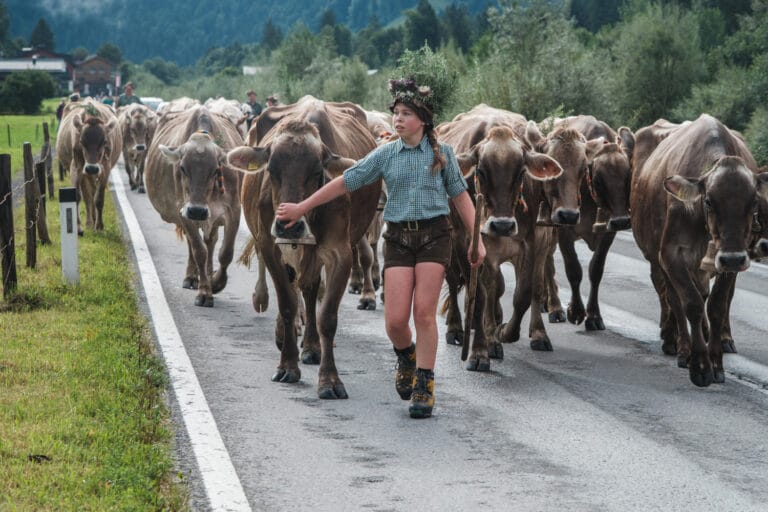Almabtrieb Ende August