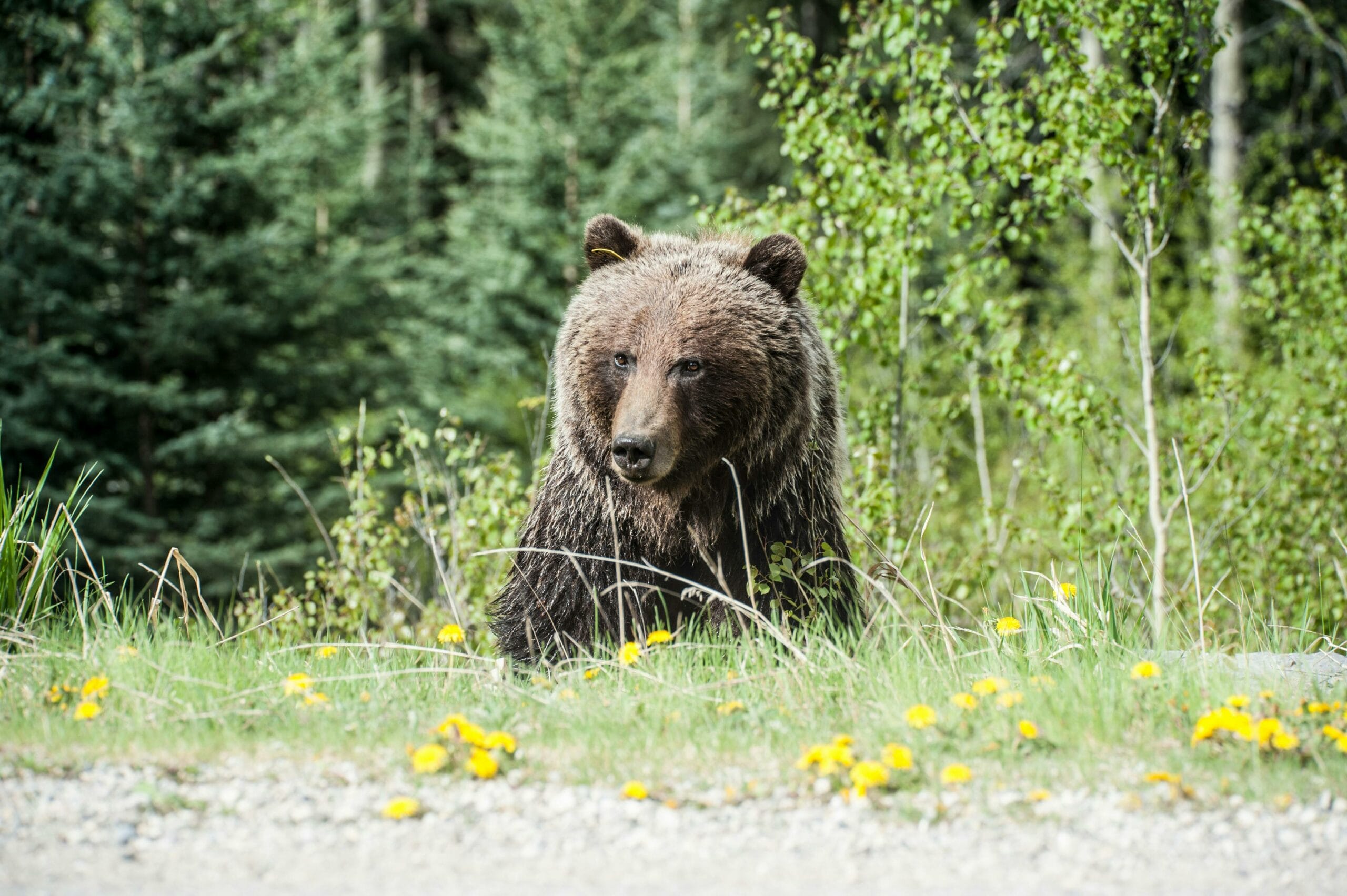 So wirst du in Kanada von Bären gejagt, angegriffen & gefressen – Meine 10 Tipps