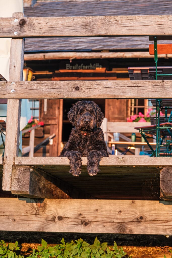 Aufpasserhund am Montag