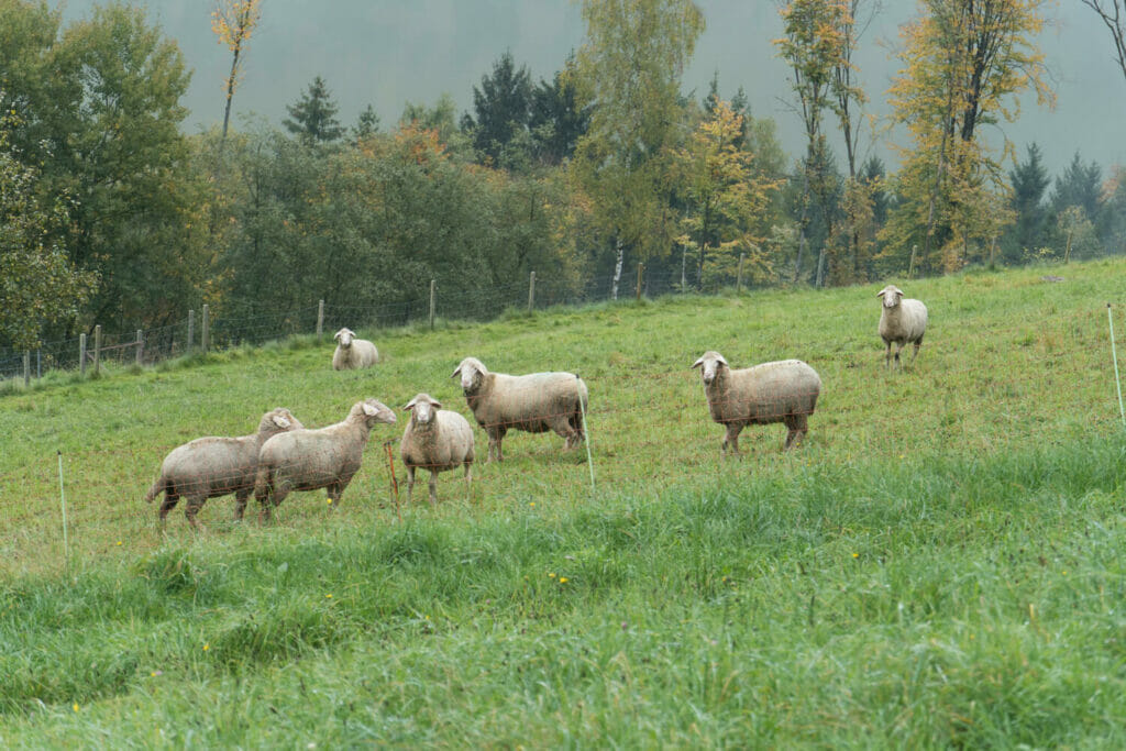 Schafe auf der 3. Etappe am Donausteig