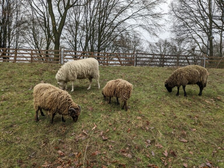 Schafe im Südpark Düsseldorf