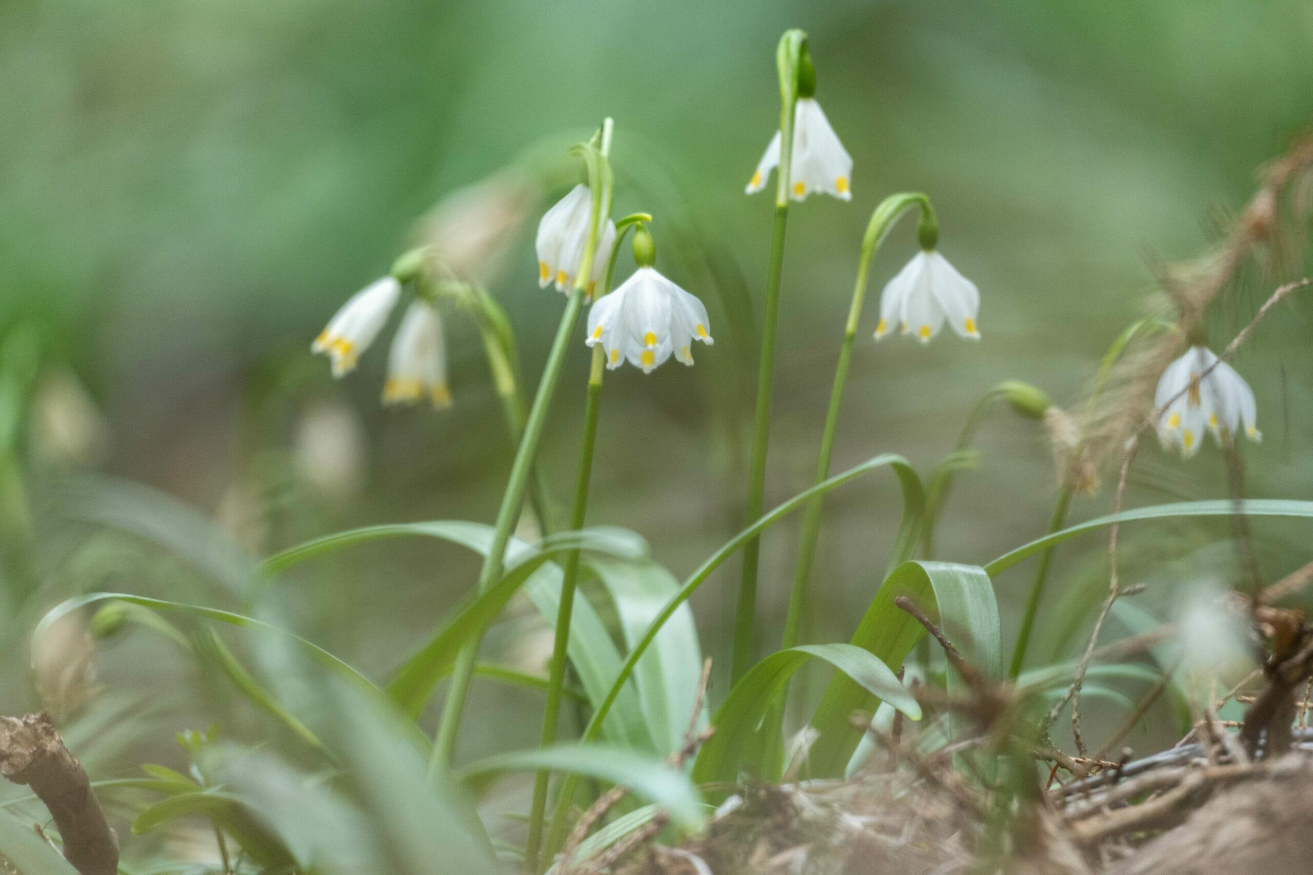 Wandern im Frühling 🏵 in der Steiermark  – Faszination Blütezeit