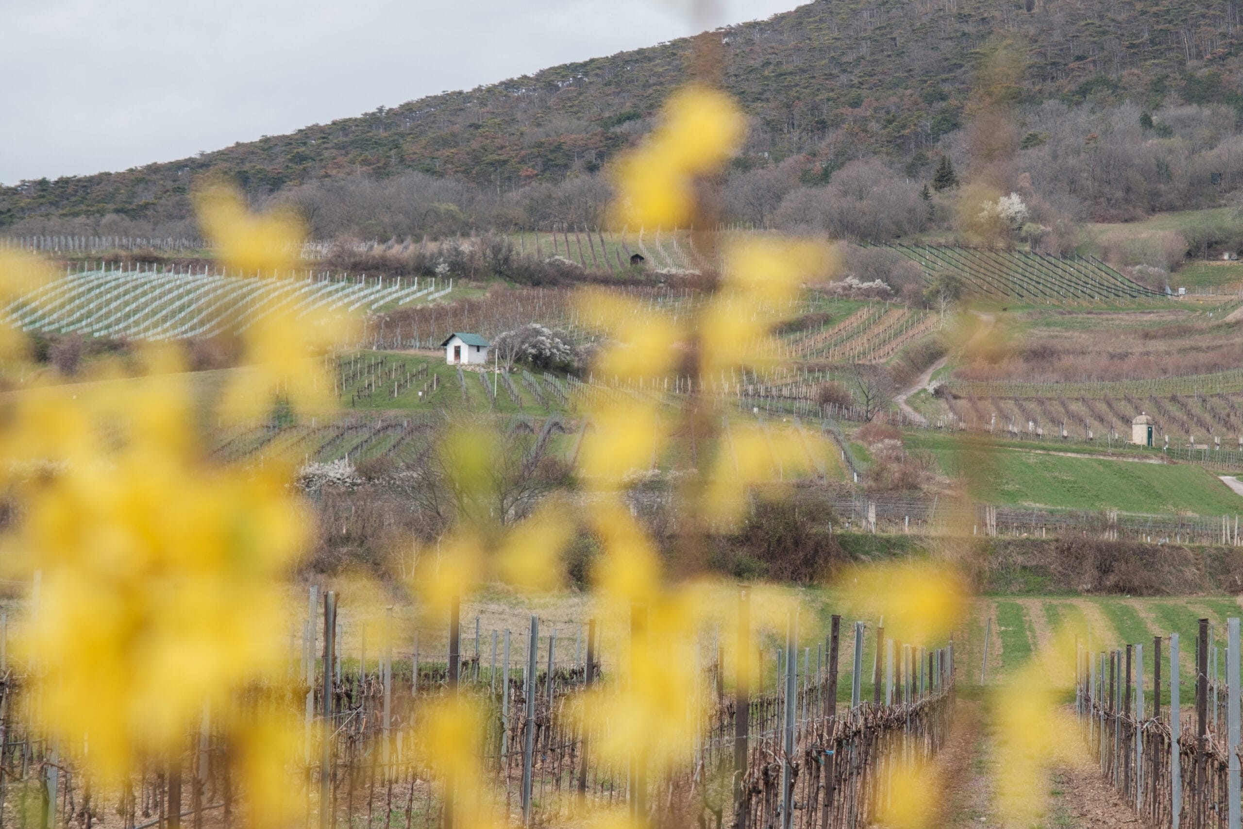 Weinwanderweg Gumpoldskirchen