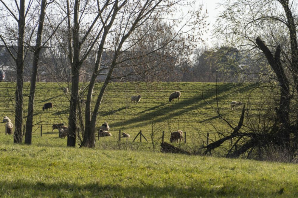 Schafe grasen neben dem Rhein