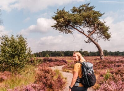 Kalmthoutse Heide: Wandern im schönen Heidegebiet in Belgien