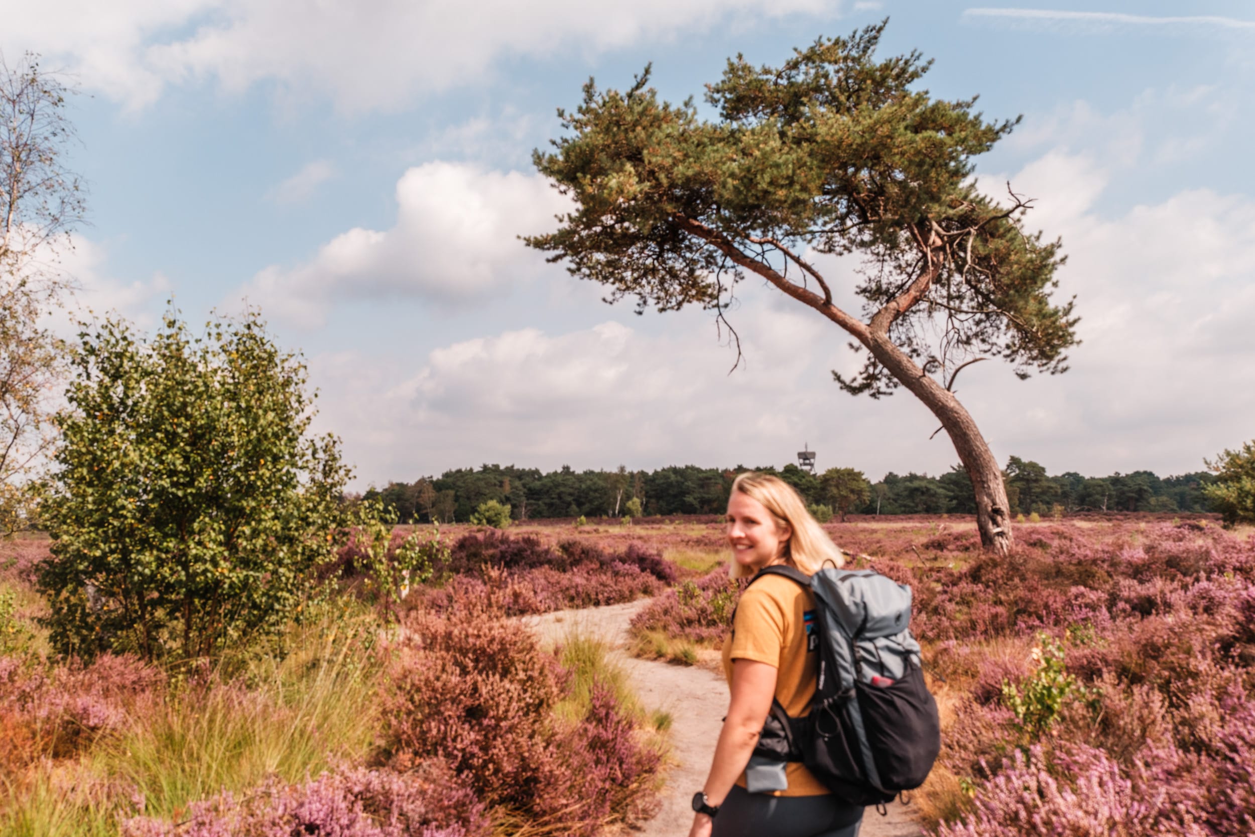 Kalmthoutse Heide: Wandern im schönen Heidegebiet in Belgien