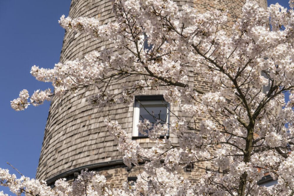 Im März zeigt sich die Kirschblüte in Kaiserswerth