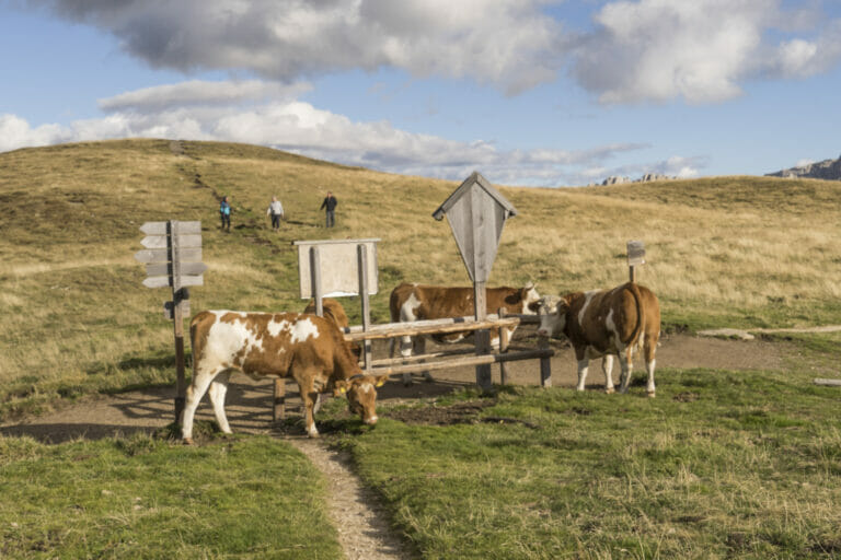 Wegtafeln und Kühe am Kreuzkofeljoch 