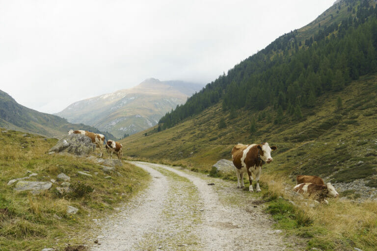 Kühe am Wanderweg zur Jagdhausalm