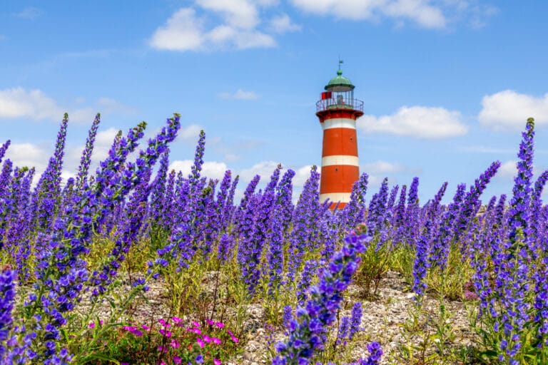 Im Juni blühen rund um den Leuchtturm von Närsholmen zahlreiche Natternköpfe