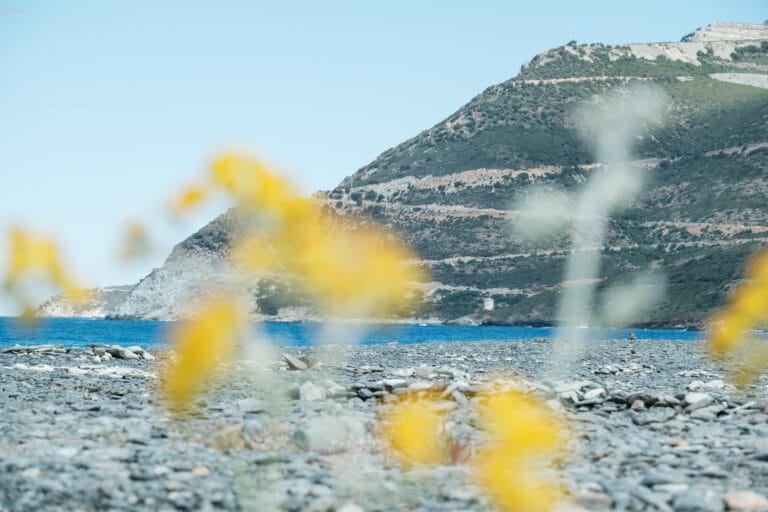 Gelbe Blumen am Strand