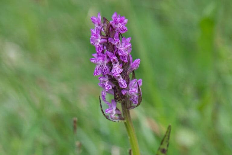 Knabenkraut Orchidee auf der Ostseeinsel Gotland