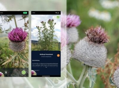Pflanzenbestimmungs-App im Test – Meine Erfahrung mit Flora Incognita