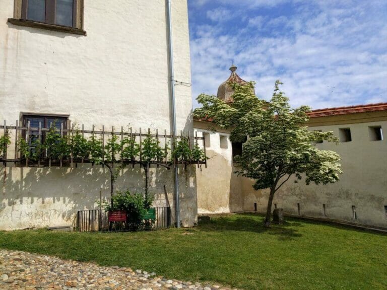 Hier gibt's den Ableger der ältesten Weinrebe der Welt in Maribor