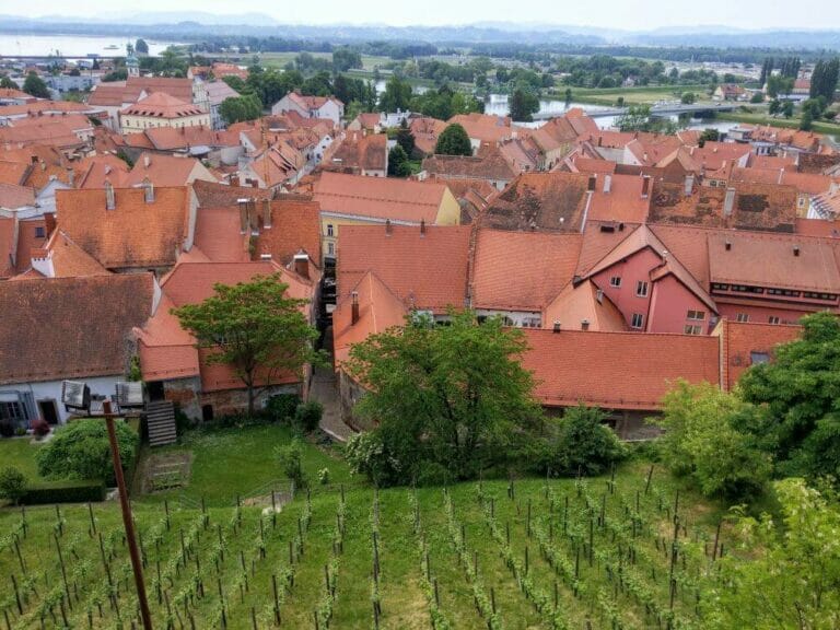 Am Burghang wird Wein angebaut
