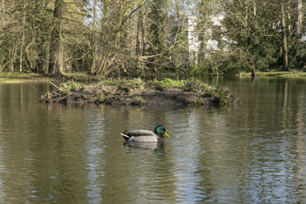 Teich mit Enten im Schlosspark Kalkum