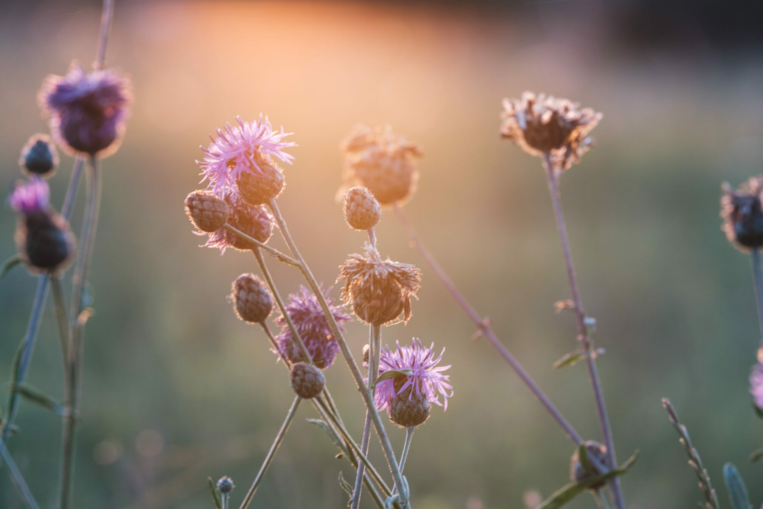 Sommertage – Darum sollten wir sie in vollen Zügen genießen