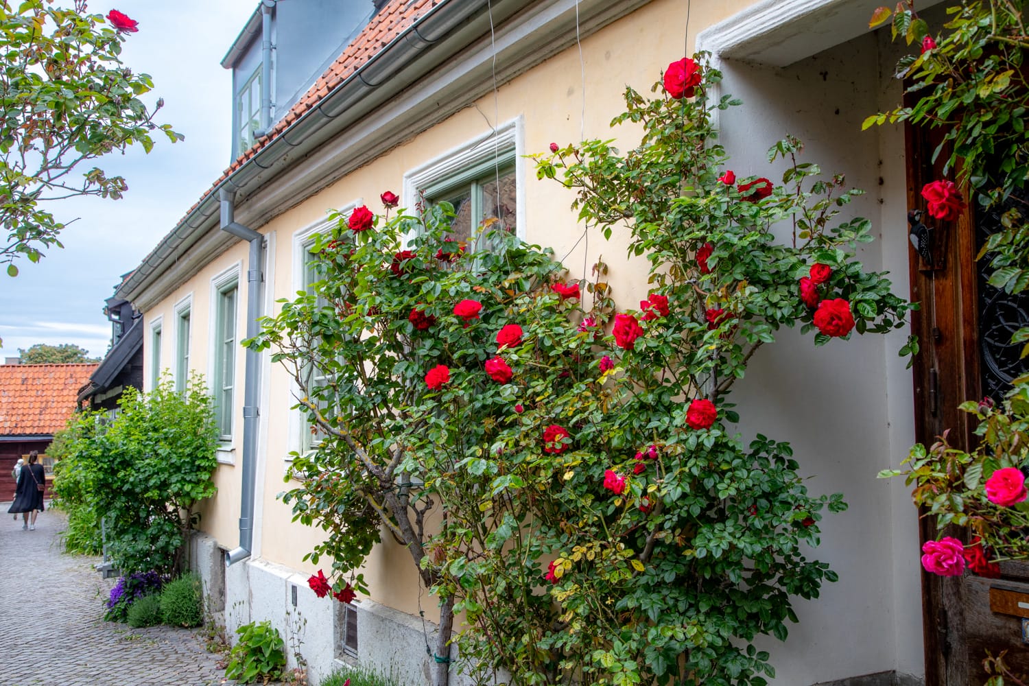 Historisches Haus mit Rosen in der Altstadt von Visby auf Gotland